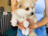 Chiot mâle Pomsky à vendre