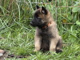 Chiots de race Berger Belge Malinois - LOF Haute Qualité