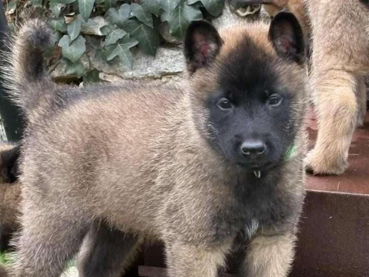Chiots de race Berger Belge Malinois  - LOF Haute Qualité