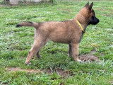 Chiots de race Berger Belge Malinois - LOF Haute Qualité