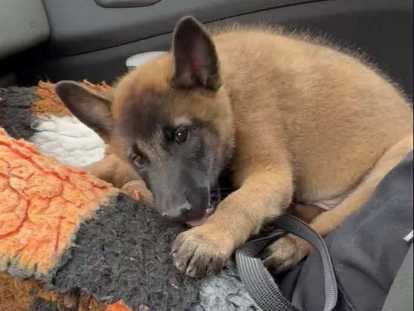 Chiots de race Berger Belge Malinois  - LOF Haute Qualité