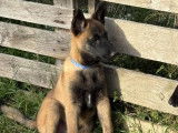 Chiots de race Berger Belge Malinois  - LOF Haute Qualité
