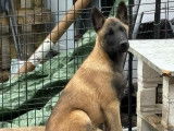 Chiots de race Berger Belge Malinois  - LOF Haute Qualit&eacute;
