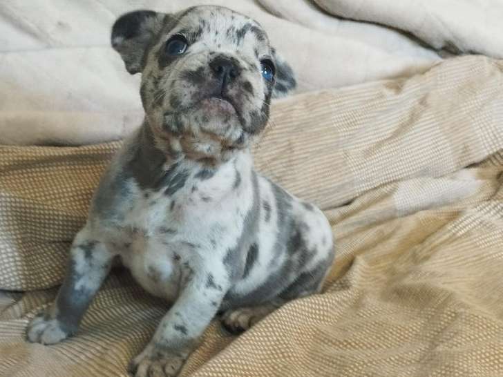 Chiots Bouledogue Français avec pedigree bleu-silver merle