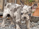 Chiots Bouledogue Français avec pedigree bleu-silver merle