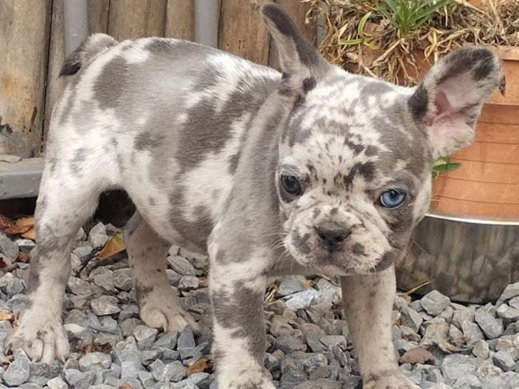 Chiots Bouledogue Français avec pedigree bleu-silver merle