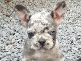 Chiots Bouledogue Français avec pedigree bleu-silver merle
