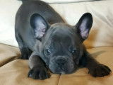 Chiots Bouledogue Français avec pedigree bleu-silver merle