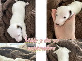 Chiots Jack Russel à vendre
