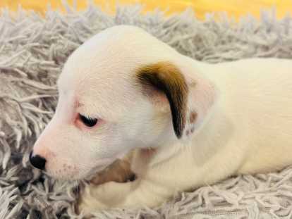Chiots Jack Russel à vendre