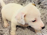 Chiots Jack Russel à vendre