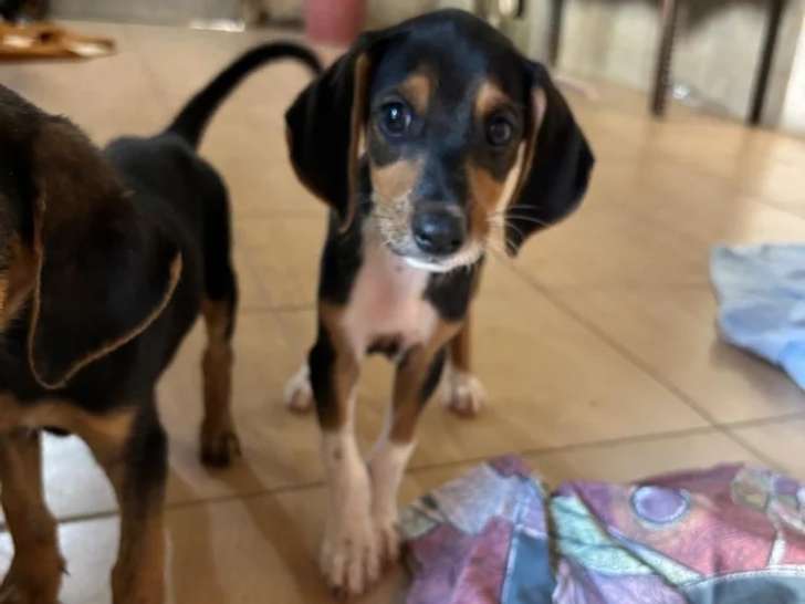 Loui, chiot mâle noir et feu à adopter