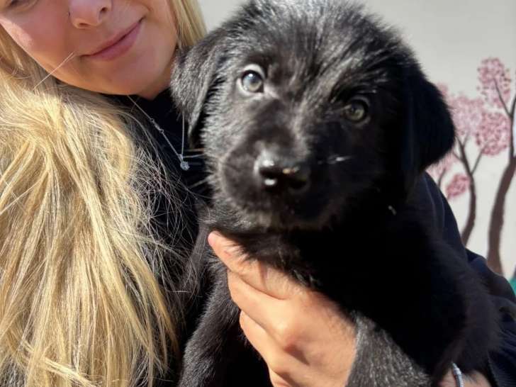 Jiji, chiot mâle noir à adopter
