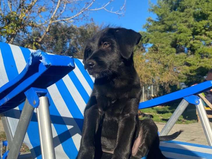 Jiji, chiot mâle noir à adopter