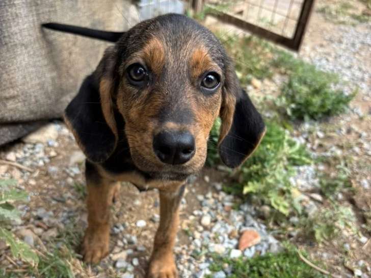 Thais, chiot femelle à adopter