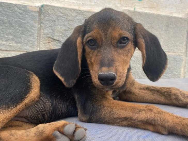 Thais, chiot femelle à adopter