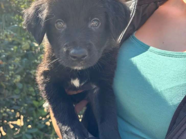 Giulio, chiot noir à adopter