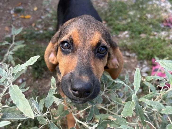 Saga, chiot femelle à adopter