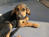 Saga, chiot femelle à adopter