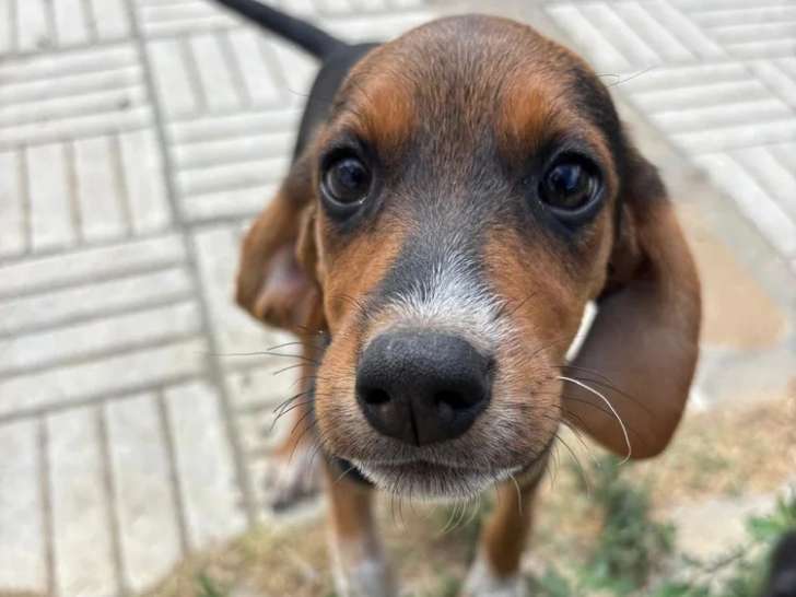 Alicia, chiot femelle à adopter