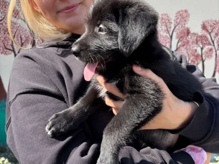 Hanzo, chiot noir à adopter