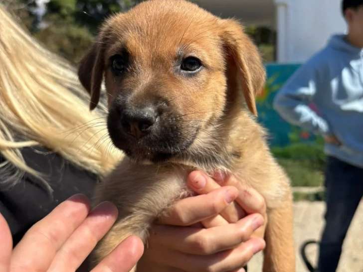 Balu, chiot mâle à adopter