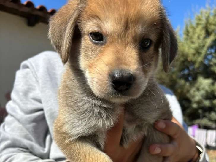 Leo, chiot mâle à adopter