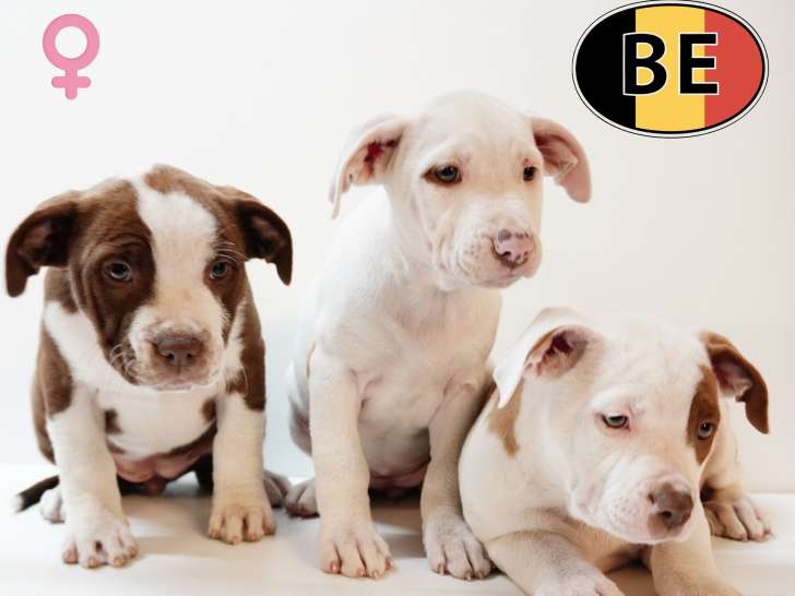 Splendides chiots American Staffordshire Terrier à vendre