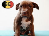 Splendides chiots American Staffordshire Terrier à vendre