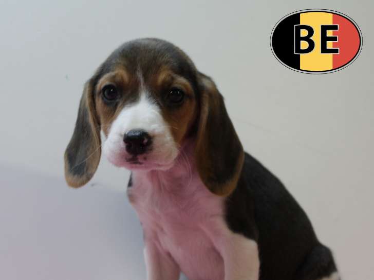 Chiots Beagle à vendre