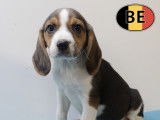 Chiots Beagle à vendre