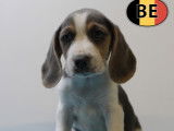 Chiots Beagle à vendre