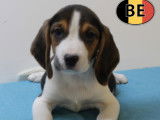 Chiots Beagle à vendre