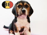 Chiots Beagle à vendre