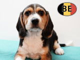 Chiots Beagle à vendre