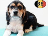 Chiots Beagle à vendre