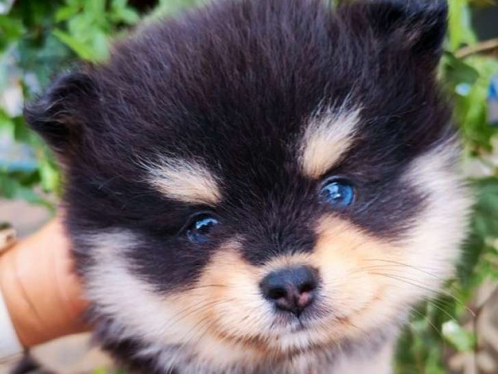 À réserver, 2 chiots Spitz Nains exotiques LOF de juillet 2025