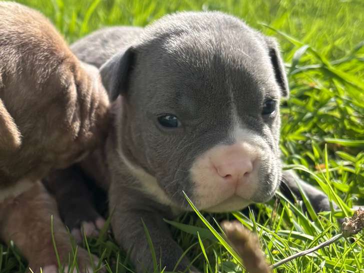 Chiots American Bully et 2 cours d’éducation à vendre