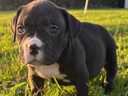 Chiots American Bully et 2 cours d’éducation à vendre