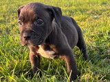 Chiots American Bully et 2 cours d’éducation à vendre