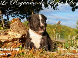 7 chiots mâles Staffordshire Bull Terriers LOF d'août 2025 à réserver