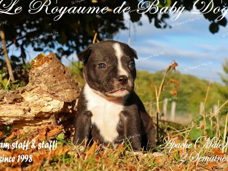 7 chiots mâles Staffordshire Bull Terriers LOF d'août 2025 à réserver