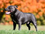 7 chiots mâles Staffordshire Bull Terriers LOF d'août 2025 à réserver