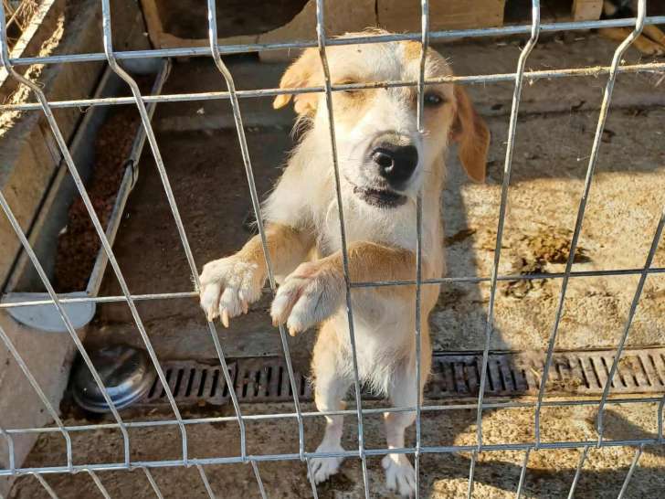 Pheb, jeune chienne qui risque l'euthanasie à adopter en association