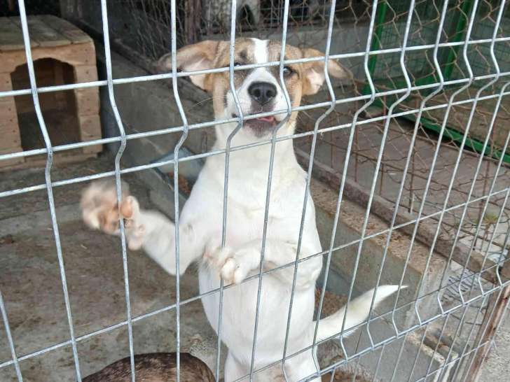 Nani, jeune chienne qui rique l'euthanasie à adopter