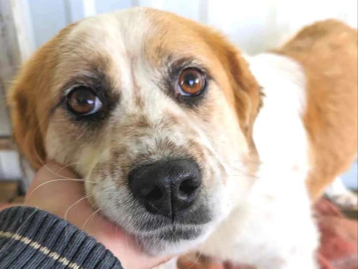 Yaka, chienne blanc et roux à adopter en association