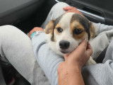 Lulu, jeune chien de 1 an à adopter en association