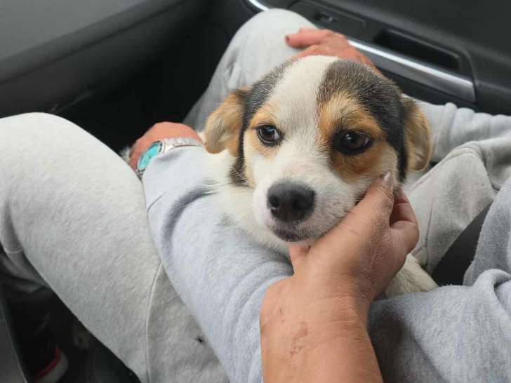 Lulu, jeune chien de 1 an à adopter en association