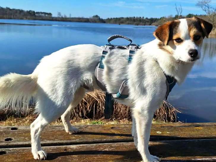 Lulu, attend désespérément une famille pour la vie