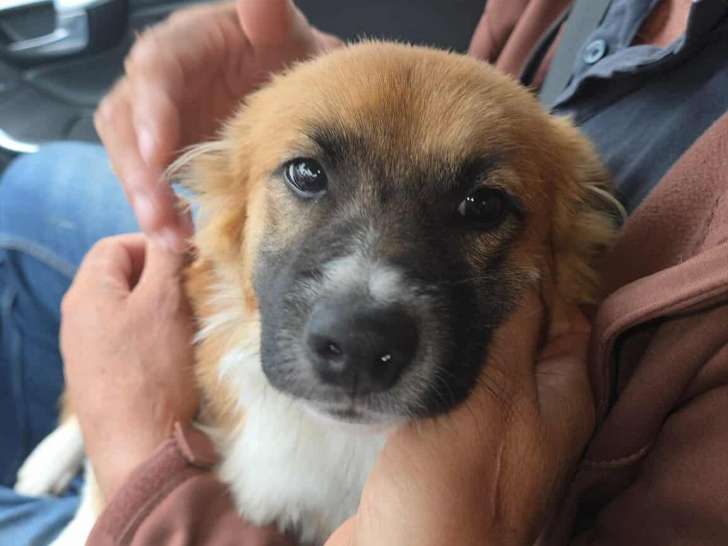 Fugazi, jeune chien à adopter en association